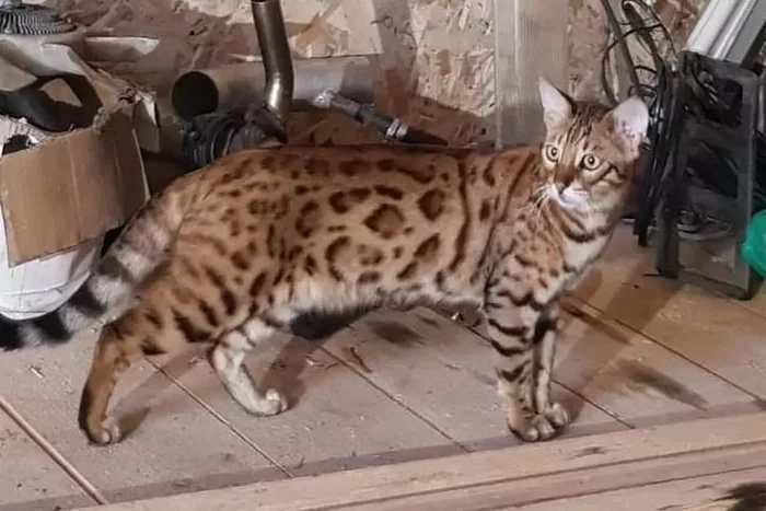 “Is this not that expensive one?”: A resident of Primorye found a luxurious spotted cat in his garage - Serval, Bengal cat, Small cats, Cat family, Lost, Дальний Восток, Primorsky Krai