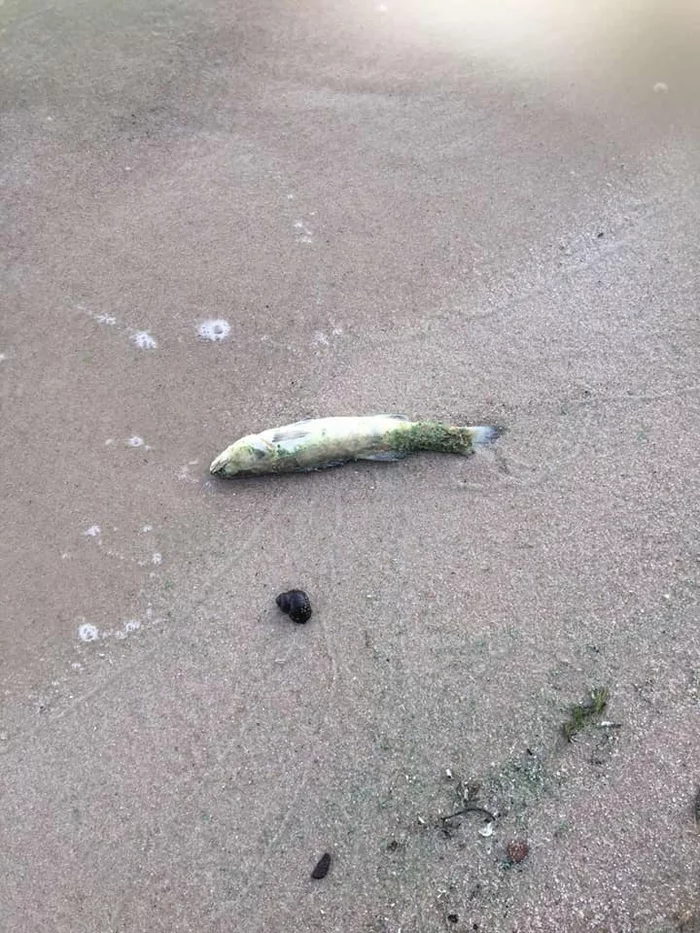 The Kyiv Sea is threatened with an ecological catastrophe - Kiev, Dnieper, Ecology, A fish, Negative, Longpost