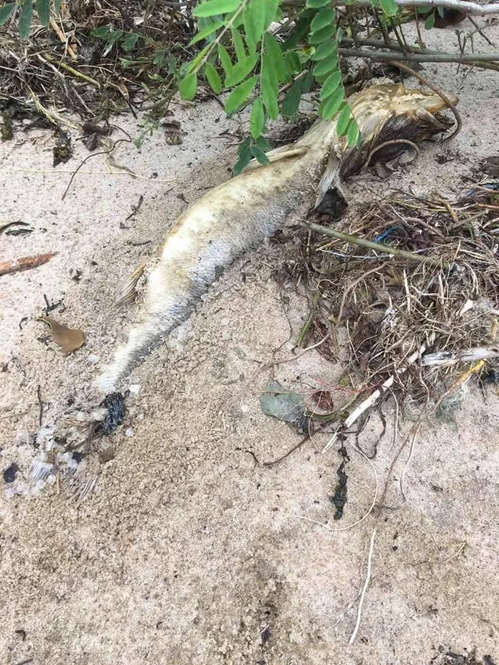 The Kyiv Sea is threatened with an ecological catastrophe - Kiev, Dnieper, Ecology, A fish, Negative, Longpost