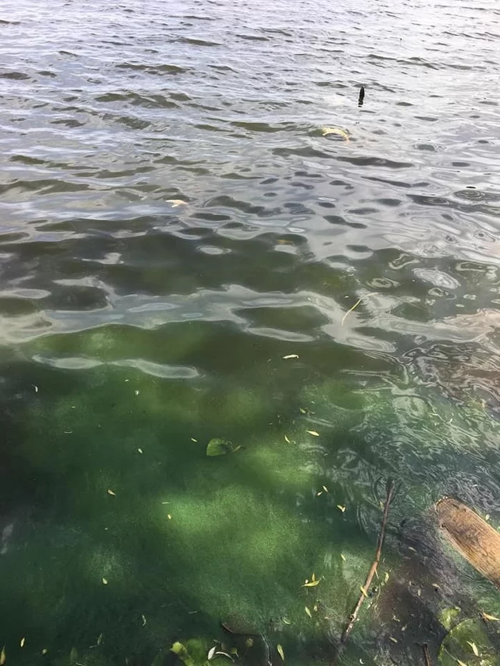 The Kyiv Sea is threatened with an ecological catastrophe - Kiev, Dnieper, Ecology, A fish, Negative, Longpost
