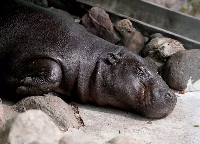 A house for 31 million rubles will be built in the Moscow Zoo for a pygmy hippopotamus - hippopotamus, Moscow, Government purchases, news, Moscow Zoo