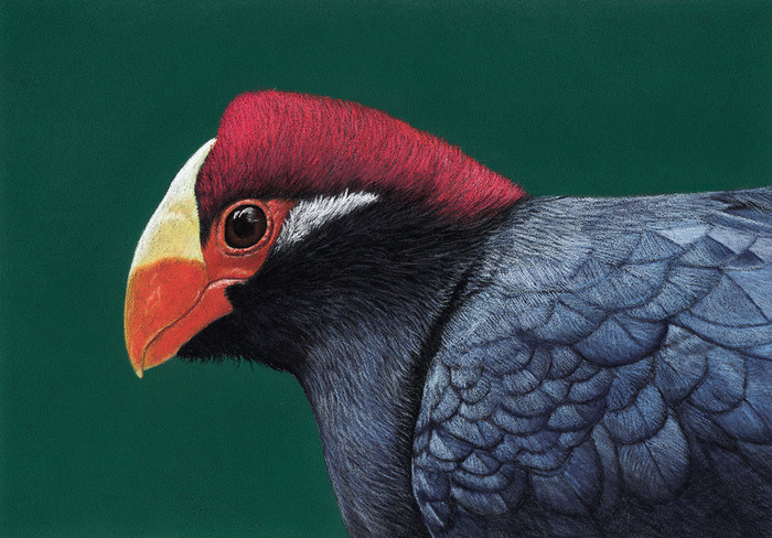 Фиолетовый гологлазый турако