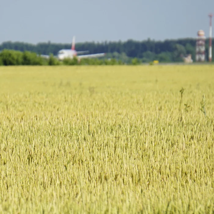 Hide and seek in the Kuban fields - My, civil Aviation, Sukhoi Superjet 100, Rossiya Airlines, Longpost, Spotting