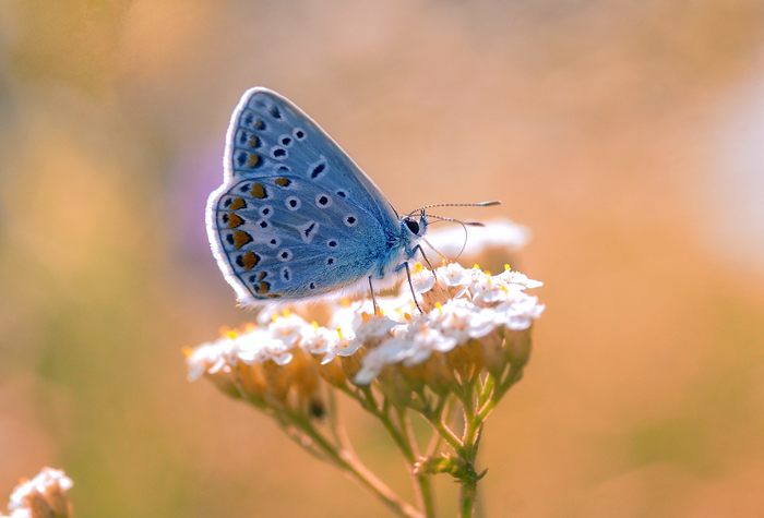 June heat - My, Butterfly, golubyanka, Macro photography, The photo, Insects