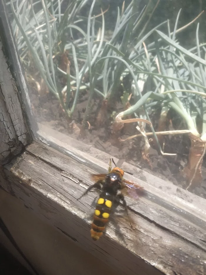 Reply to the post Super-Wasp, she is Giant Scoli - My, Insects, Nature, Wasp, Entomology, Reply to post, Longpost, Wasp scolia