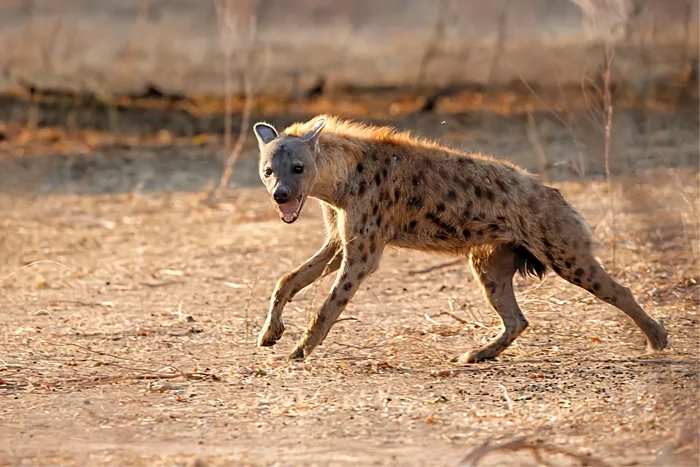 A few habits of the spotted hyena that repel many naturalists from it - Animals, Nature, Spotted Hyena, Yandex Zen, Longpost, Mammals, Wild animals