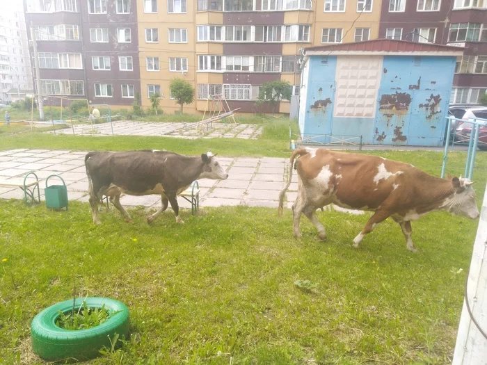 Thirty-three cows! Or an ordinary courtyard of a million-plus city - My, Krasnoyarsk, 33 cows