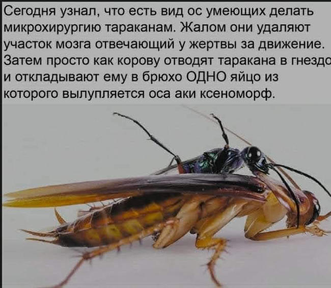 Curious fact - Cockroaches, Food chain, Unknown crap, Repeat, Insects, Picture with text