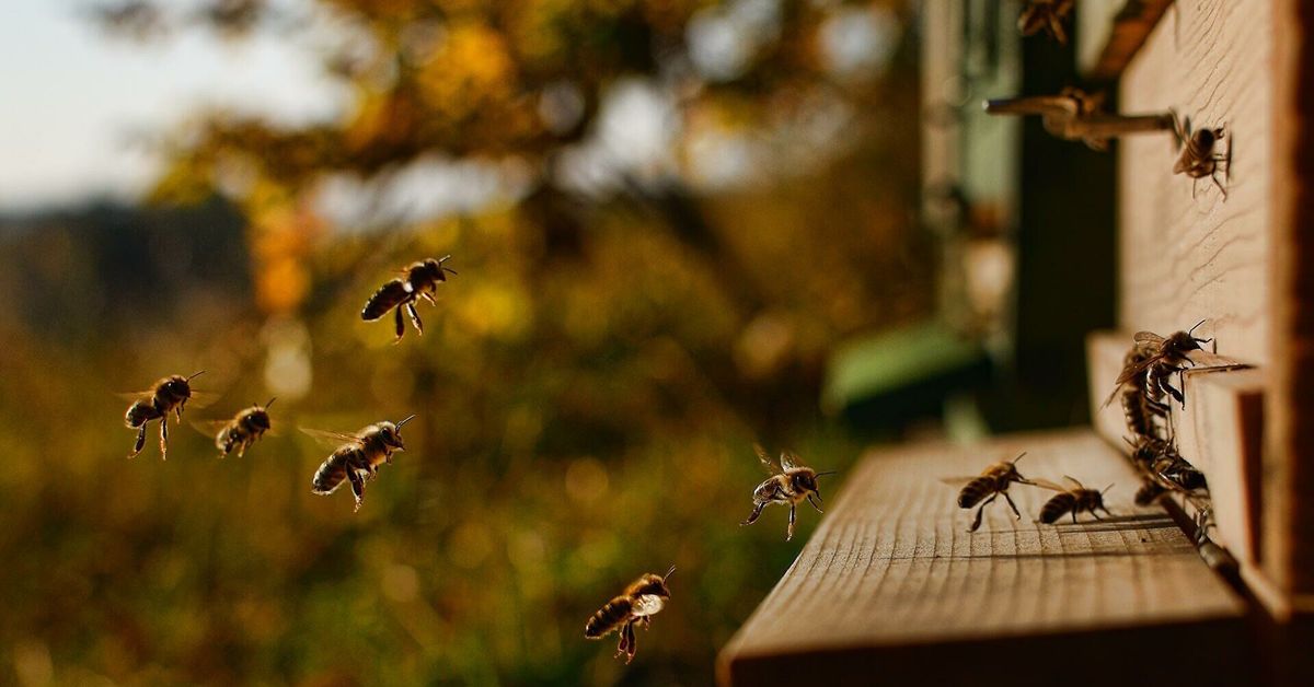 Пчелы рано вылетают. Пчелы в поле. Пчелы рано вылетают. Стая пчел. Пчелы рано вылетают.