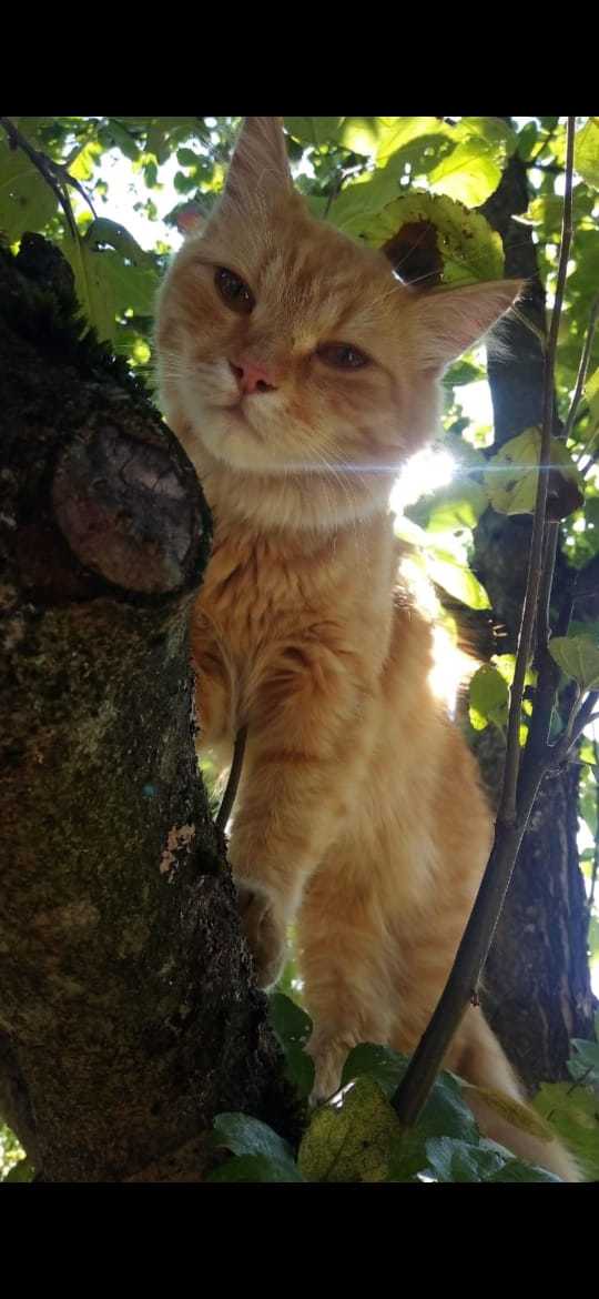 Lost red friend - No rating, cat, The missing, Moscow region, Noginsk district, Help, Pets, Longpost, Lost cat