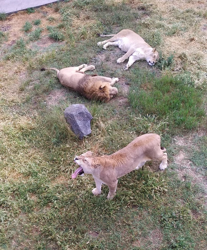 Such a predator... - My, In the animal world, Video, a lion, Lioness, Taigan Lions Park