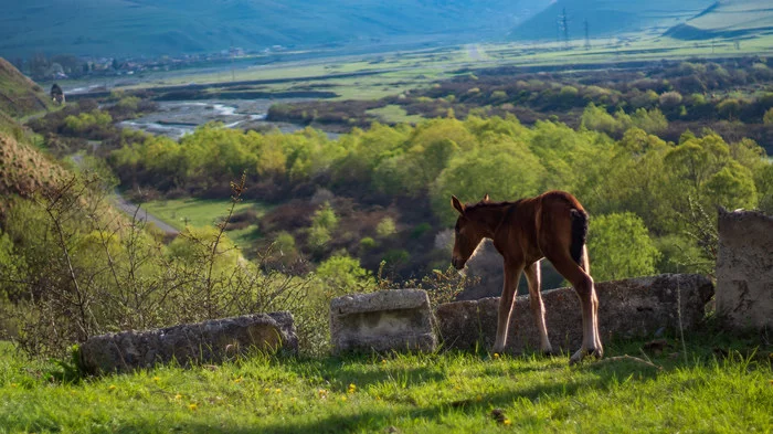 How we rescued a foal in the mountains. - My, Longpost, Animal Rescue, Horses, Stable, North Ossetia Alania