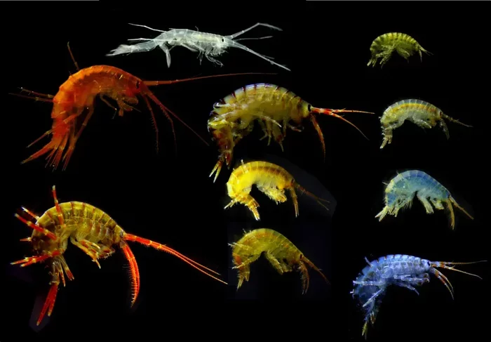 Baikal crustaceans: Unique creatures that make Baikal crystal clear with “magic” water - Nature, Biology, Baikal, Crustaceans, Water, Animal book, Yandex Zen, Longpost