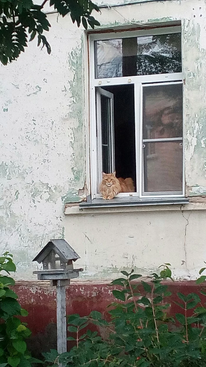 provincial summer - My, cat, Maine Coon, Provinces, Walk, Novosibirsk, Photo on sneaker