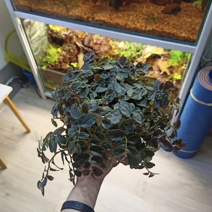 Help identify the plant - My, What's this?, What kind of plant, Longpost