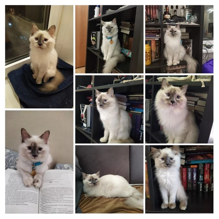 Leah, today is 11 months old :) - My, cat, Neva Masquerade, Collage