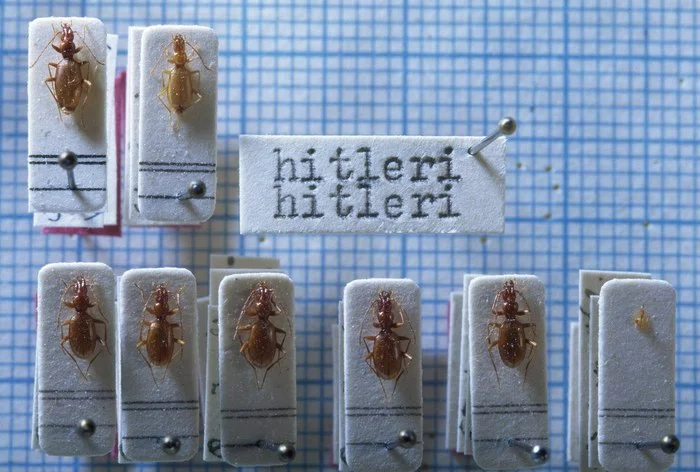 Beetle Hitler - Interesting, Insects, Nationalism, Facts