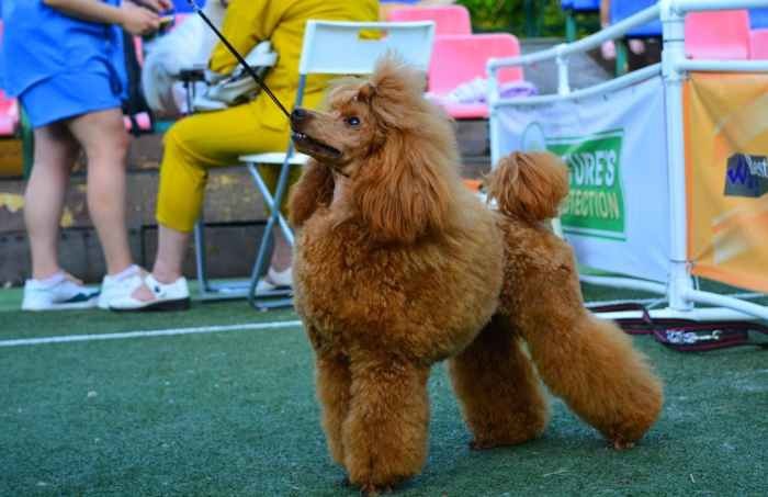 Cashew My Gentle Angel visited the exhibition - My, Poodle, Toy Poodle, Dog show, Longpost, Dog