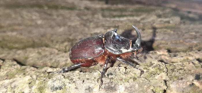 Morning guest - My, Жуки, Mobile photography, Rhinoceros beetle