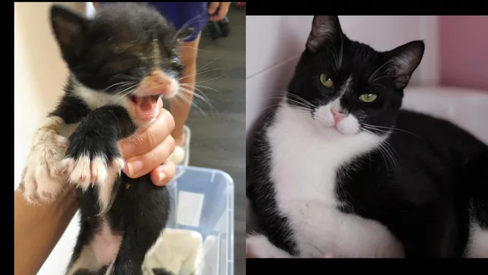 Chernysh before/after - My, cat, Fat cats, Kittens, Black cat, Pets, Homeless animals, It Was-It Was