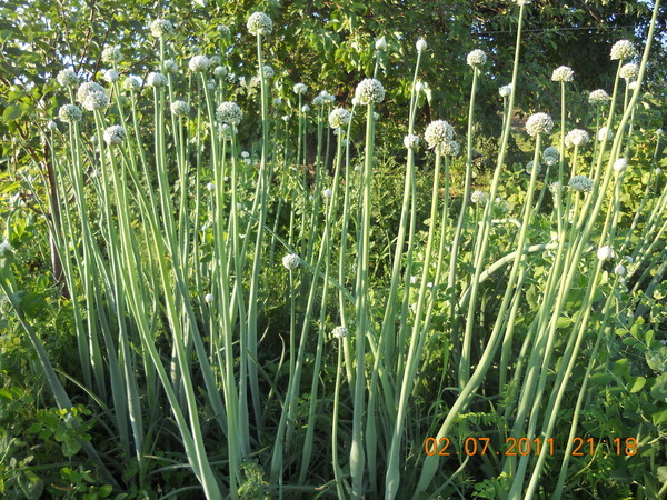 How we saved our grandmother's bow, hand - My, Onion, Garden, Facepalm, Fakap