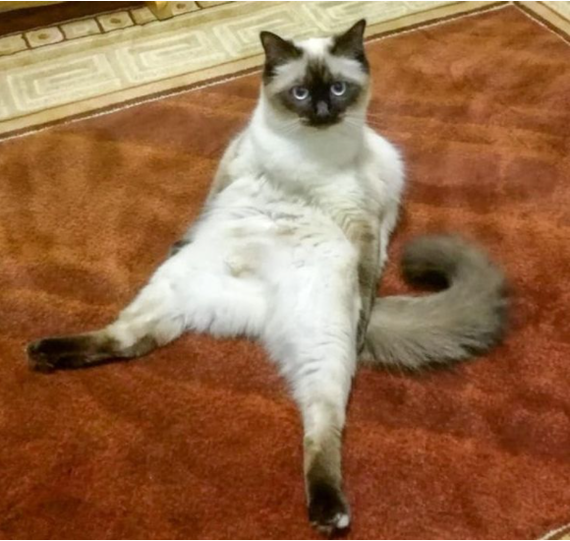 “My mom’s cat is such a dork. He sits like this and doesn't take his eyes off you. - cat, Reddit, Stupid, Pose, The photo, ADME, Fools