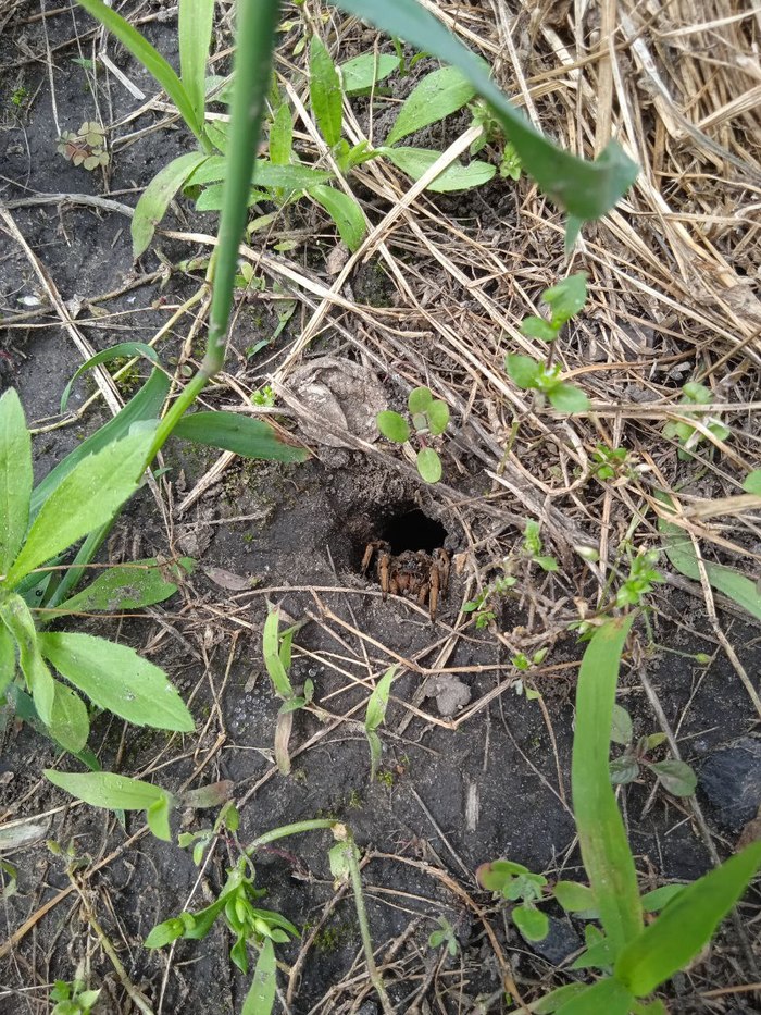 Как изгнать восьмилапых гостей?