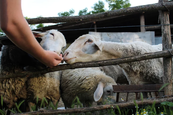 They are so funny and beautiful - My, Rams, Sheeps, Animals, Village, The photo, Canon, Longpost