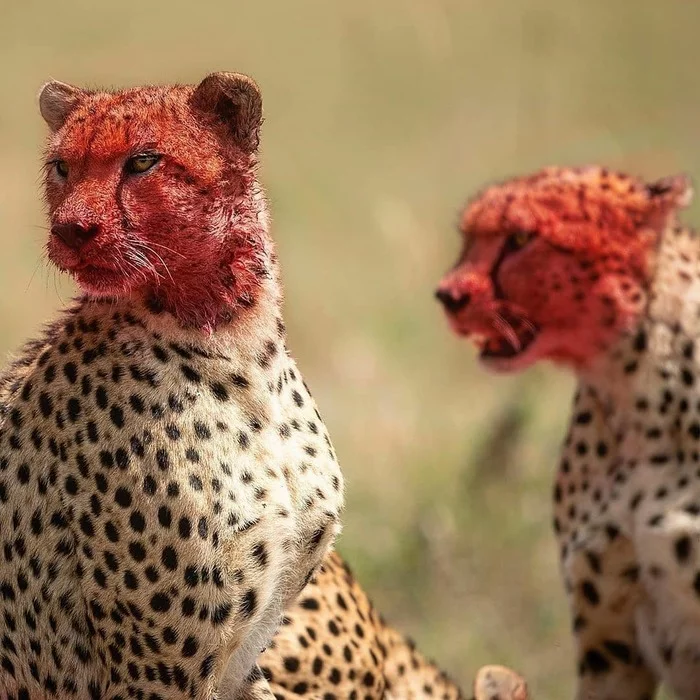 war paint - The photo, Cheetah, Blood, Mining, Africa, Small cats, Cat family, Predator, , Wild animals