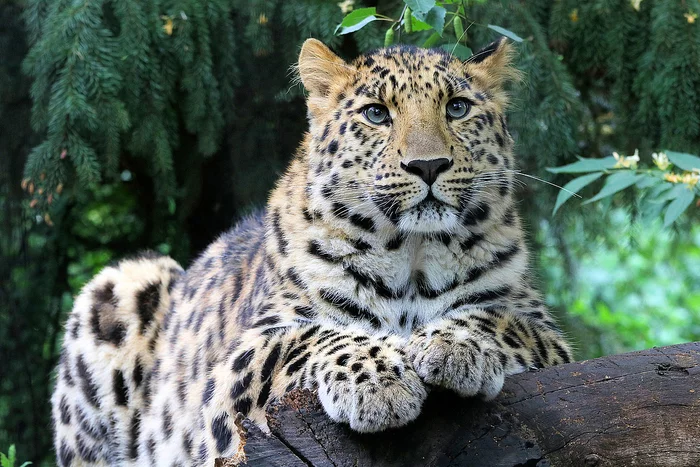 Amur leopard - Leopard, Far Eastern leopard, Big cats, Cat family, Zoo, Leipzig, Germany, Wild animals, , Predator, Longpost