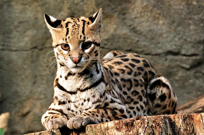 Ocelot - Ocelot, Small cats, Cat family, Zoo, Leipzig, Germany, Wild animals, Predator, Longpost