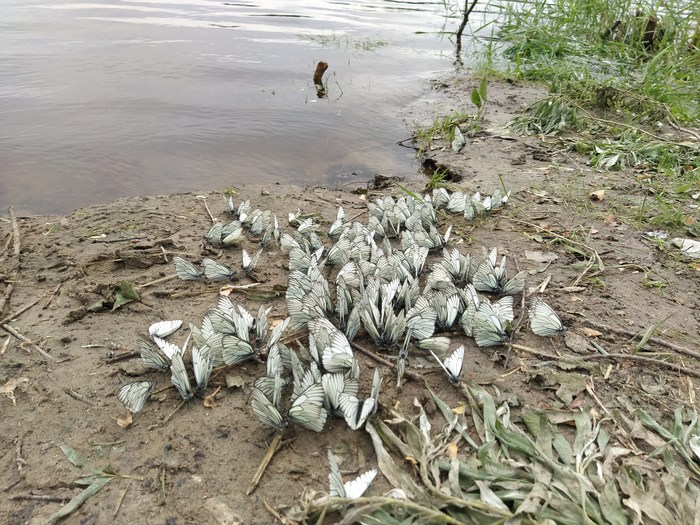 Нашествие боярышниц