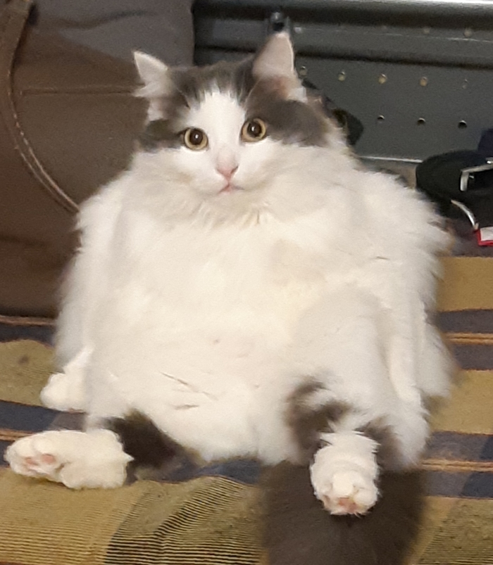 Вентилятор