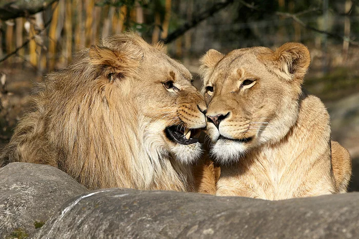 African lions - a lion, Lioness, Big cats, Cat family, Zoo, Leipzig, Germany, Predator, , Wild animals, Longpost, The photo