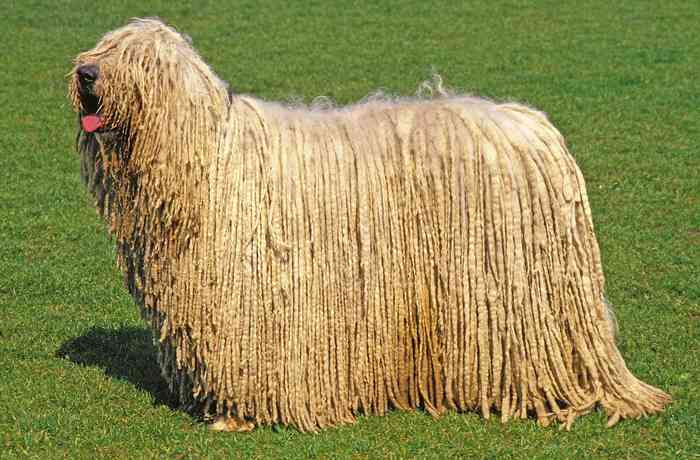 Komondor Hungarian Shepherd Dog - Dog, Commander, Wool, Sheepdog, Longpost