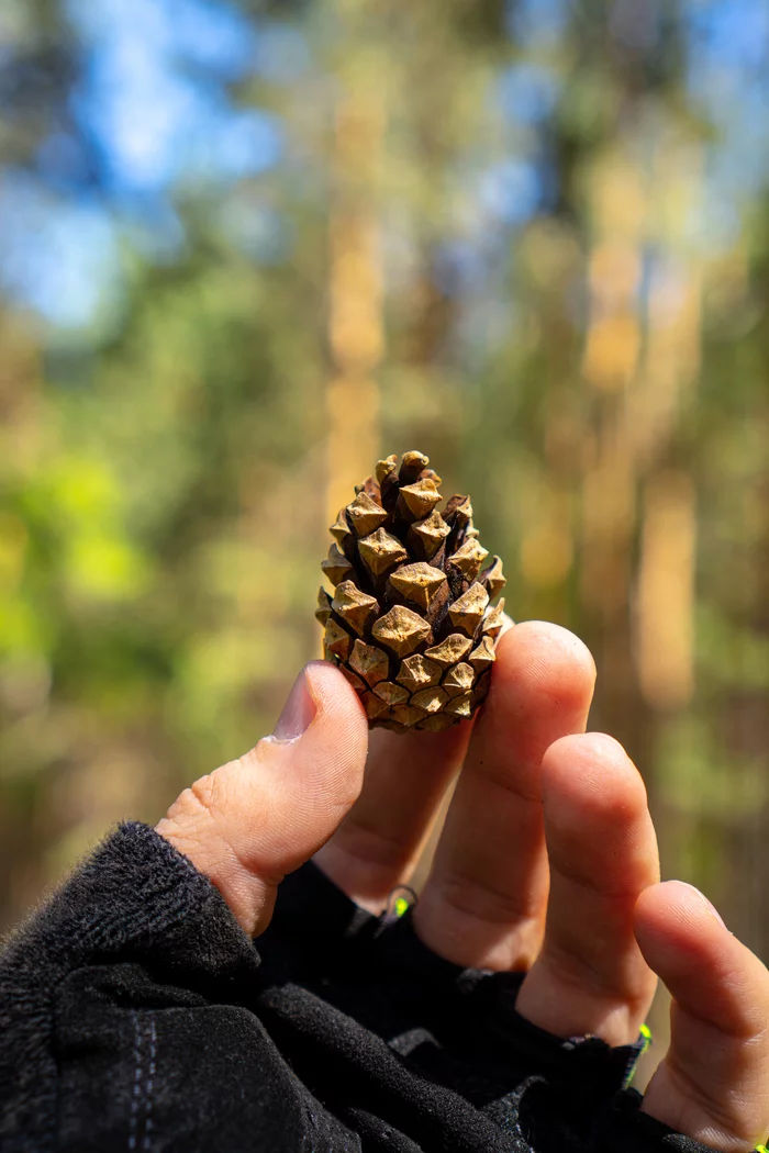 Cone - My, The photo, Cones, I want criticism