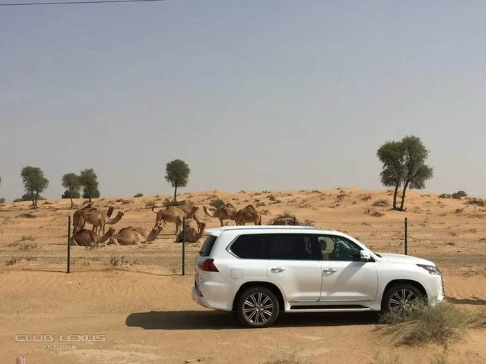 А знаете ли вы, что означает каждое название модели Lexus? Lexus, Авто, Машина, Крутые тачки, Дорога, Автопром, Длиннопост А знаете ли вы, что означает каждое название модели Lexus? Lexus, Авто, Машина, Крутые тачки, Дорога, Автопром, Длиннопост