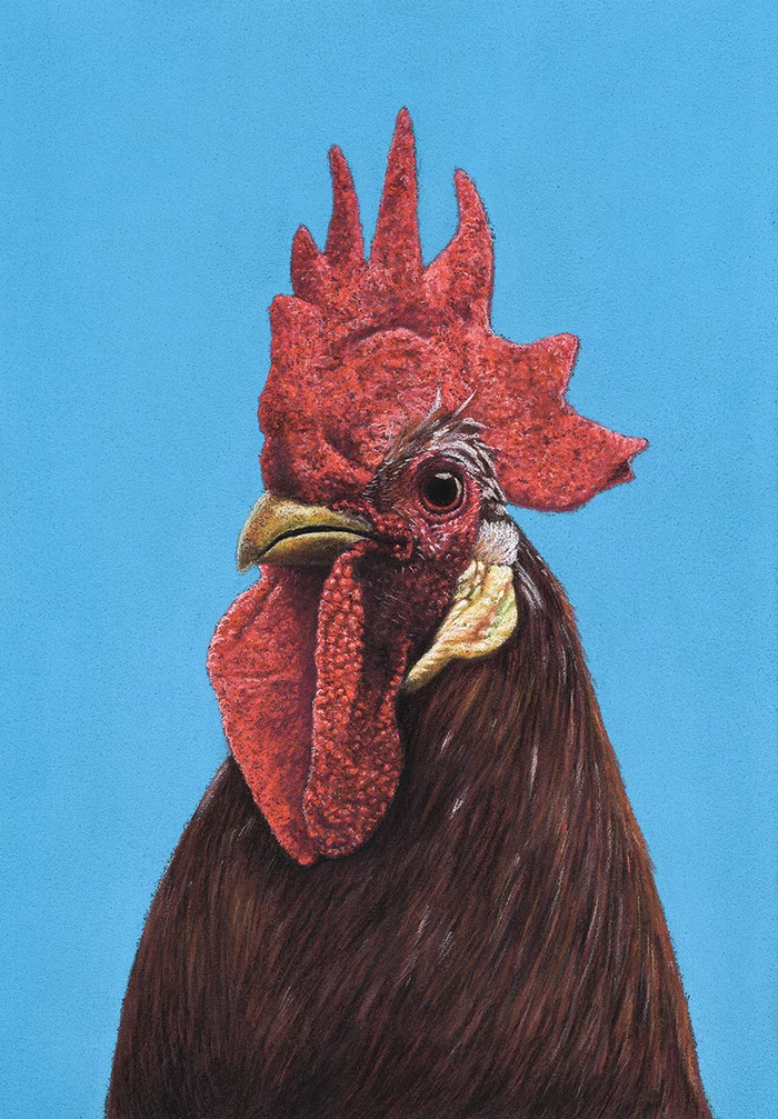 rooster - My, Drawing, Pastel, Birds, Rooster, Animalistics, Hen