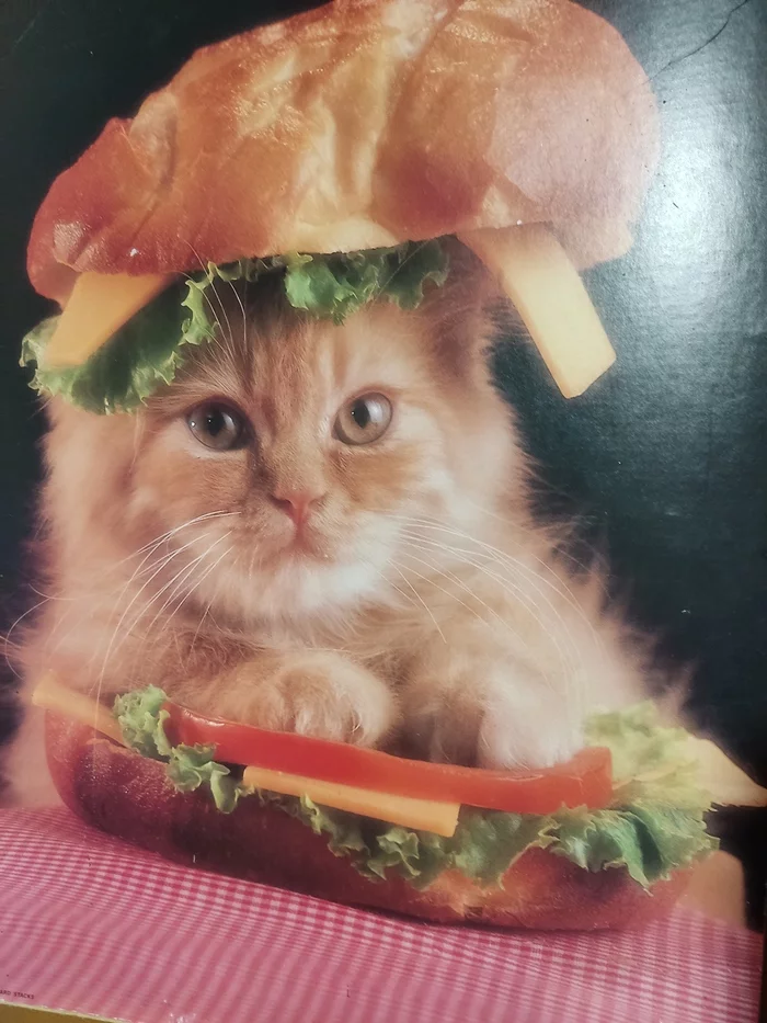 Cotburger from the past - cat, Not food, The photo