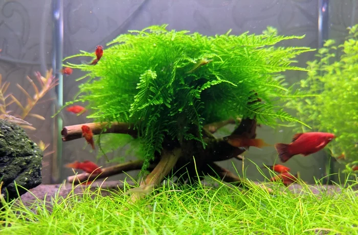 Moss - My, Aquarium, Plants, A fish