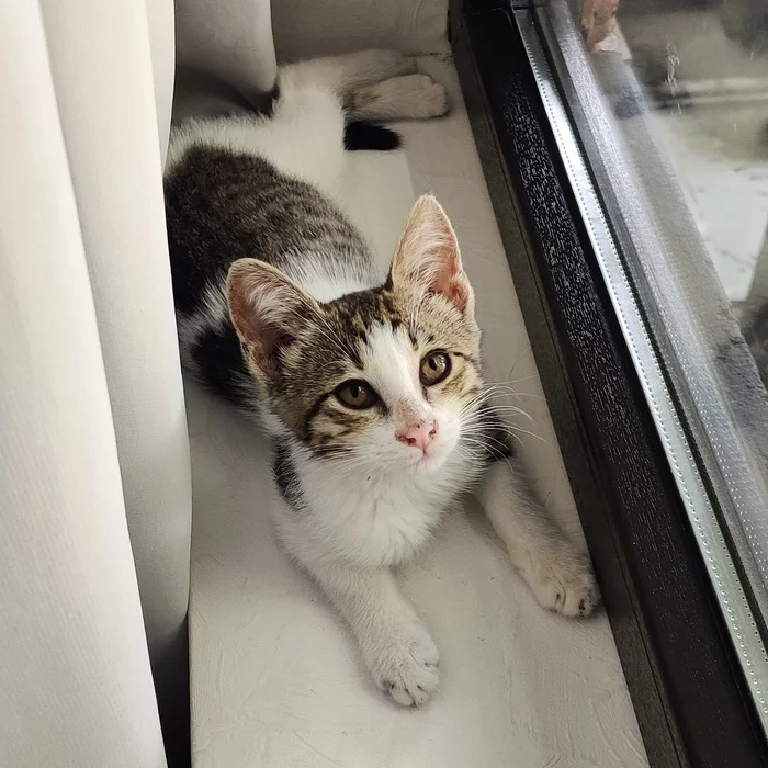 Efi is looking for a house in Tbilisi - My, In good hands, Tbilisi, No rating, The strength of the Peekaboo, Homeless animals, Help, cat, Video, Longpost