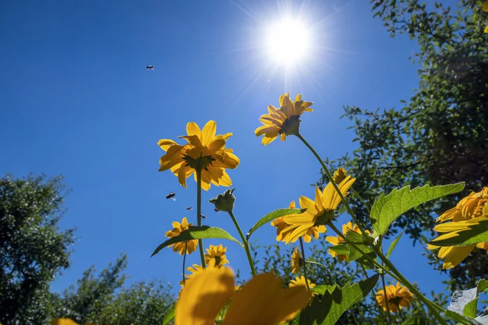 Summer - My, Summer, Flowers, Sky, The sun, Green trees, Bees, The photo