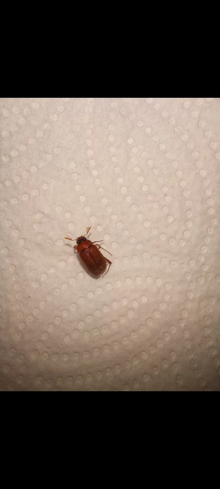 Help me understand what kind of beetle - My, Жуки, Help me find, Nature, Longpost