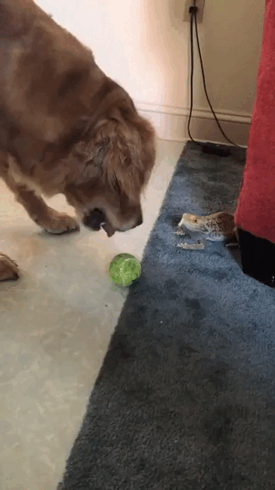 Throw the ball! - GIF, Dog, Lizard, Ball