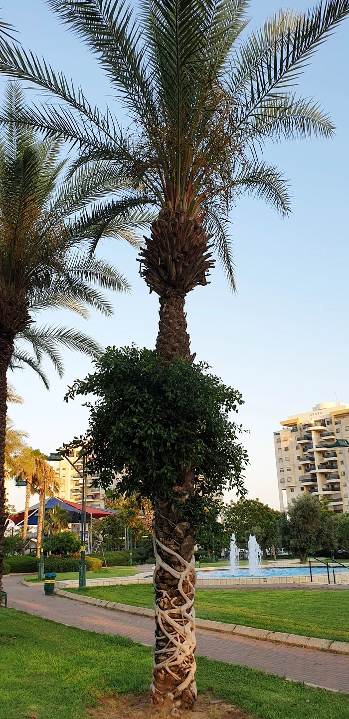 hugs - My, Palm trees, Israel, Love