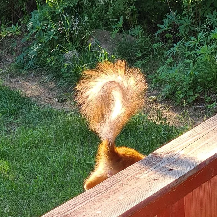 Curvy squirrel - My, Squirrel, Breast, Dacha, Longpost