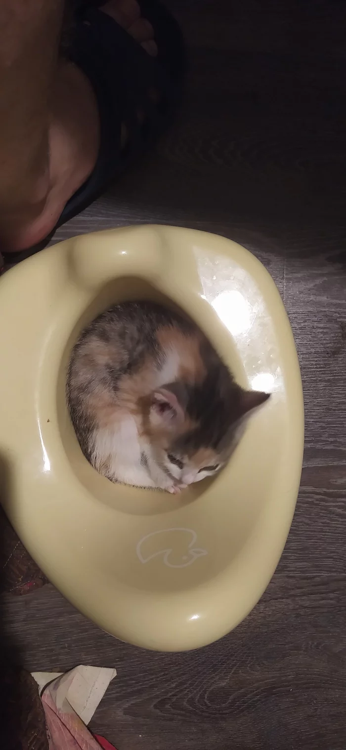 Купили дочкам горшки... - Моё, Котята, Детский горшок, Длиннопост, Кот