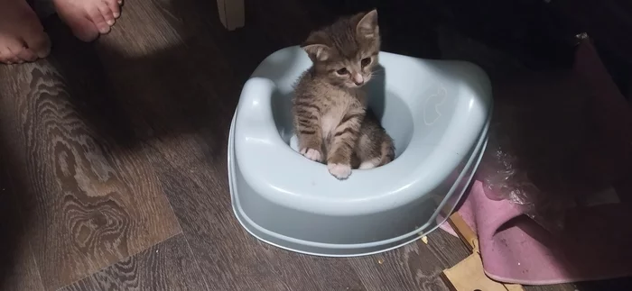Купили дочкам горшки... - Моё, Котята, Детский горшок, Длиннопост, Кот