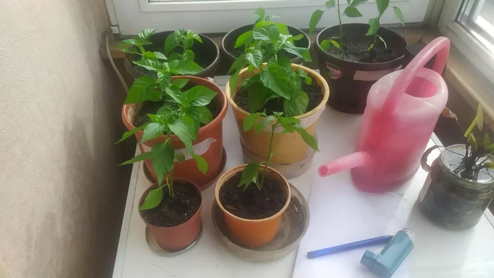 I will give the seedlings of peppers - Pepper farming, Krasnoyarsk, Exchange, No rating, Seedling