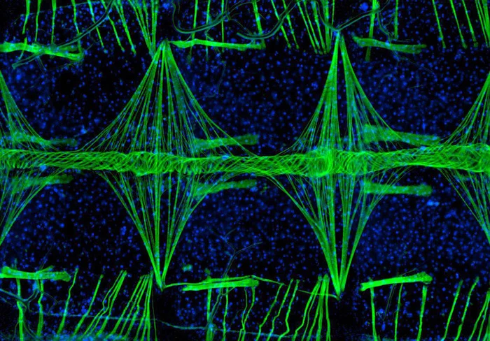 mosquito heart - Interesting, Microfilming, Heart, Mosquitoes